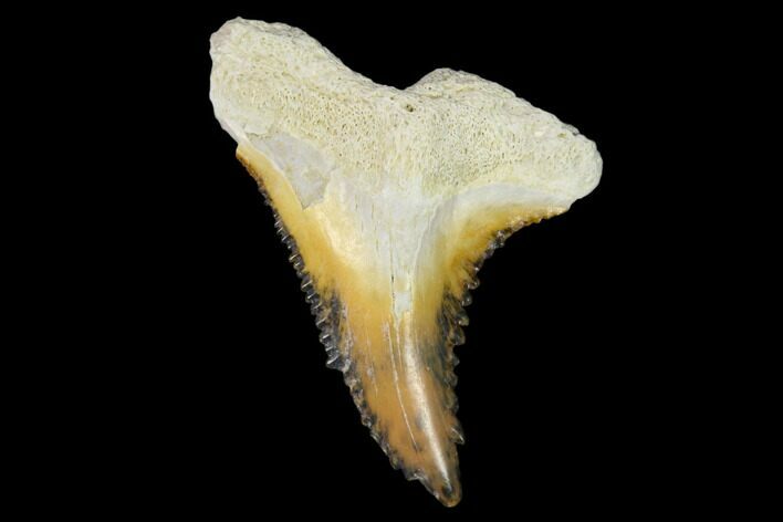 Fossil Shark Tooth (Hemipristis) - Bone Valley, Florida #122577